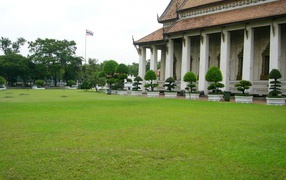 карликовое дерево в горшке