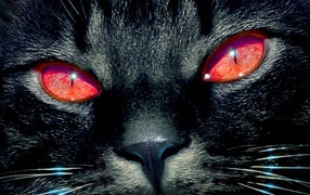 Светящиеся глаза кошки