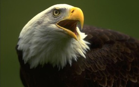 Орёл птица хищная