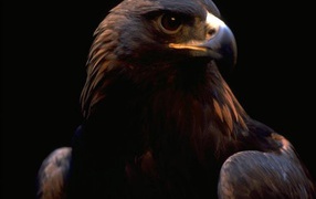 Орлиный взгляд