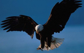 Орёл нападает на жертву