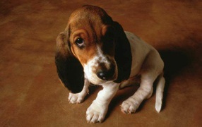 Маленькая собачка