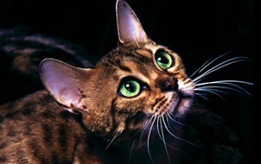 Милая мордочка котёнка