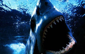 Зубастая акула