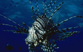 Полосатая рыба