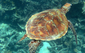 Морская черепаха
