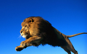 Лев в прыжке