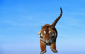 Тигр в прыжке