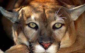 Львица хищник