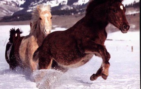 Лошади бегущие по снегу