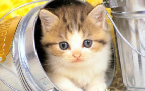 Котёнок в банке