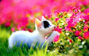 Милый котёнок