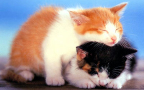 Два маленьких котёнка