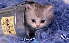 Котёнок с черными глазками