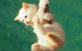 Белый котёнок