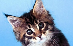 Картинка с котиком