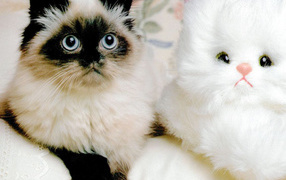 Два смешных котёнка