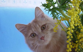 Картинка с кошкой