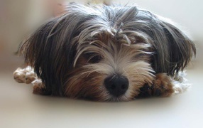 Мохнатый пес