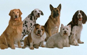 Собаки разных пород