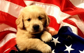 Американский щенок