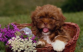 Щенок собаки в корзине