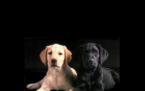 Белый и черный пес