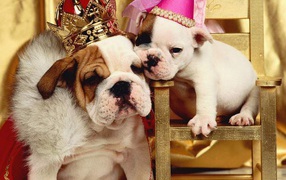 Наряженые собаки