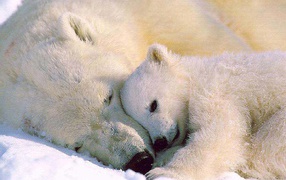Белый медвежонок и мать