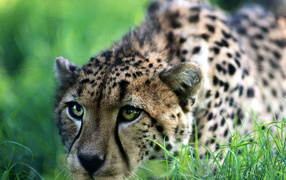 Быстрый гепард