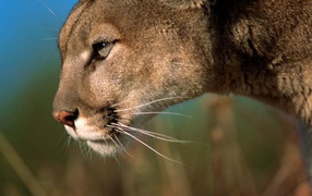 Львица на охоте