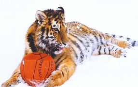 Тигр с мячом