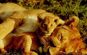 Тигрёнок и львица