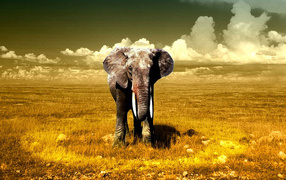 Гигантский слон