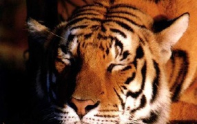 Красивый тигр