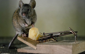 Мышка в ловушке