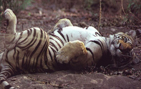 Ласковый тигр