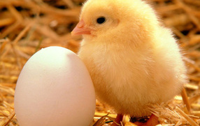 Циплёнок и яйцо