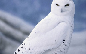Сова альбинос