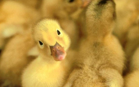 Маленькие утята
