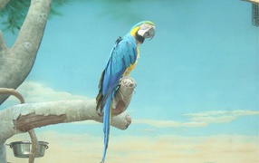 Попугай джунгли