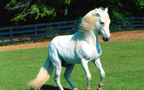 Лучший конь