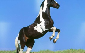 Белая лошадь