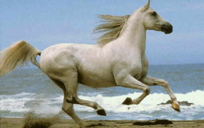 Лошадь в поле