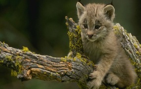 Кот на дереве