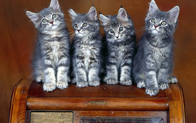 Котята на стуле