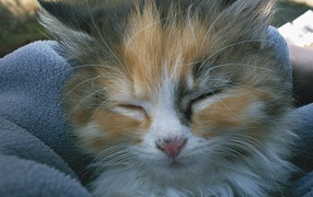 Спящая киска