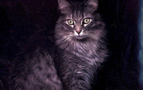 Большой кот