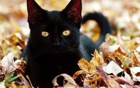 Чёрный кот