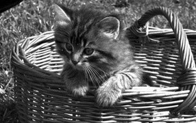 Котёнок в корзинке